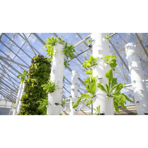 How Vertical Hydroponic Gardens Benefit Students and Schools