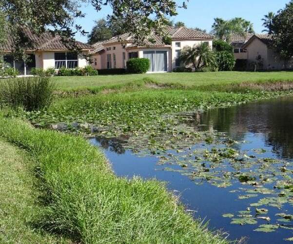 Pond and Lake