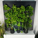 Just Vertical Grow Wall, White Cabinet Front